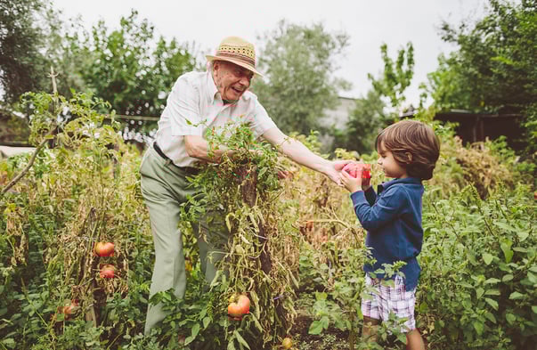 grandfathering picking tomatoes with grandson